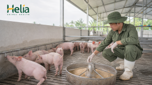 Heo bị tiêu chảy: 30 phút đầu cần kiểm tra gì?