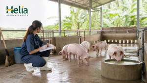 Heo con bị tiêu chảy: theo dõi trong 24 giờ