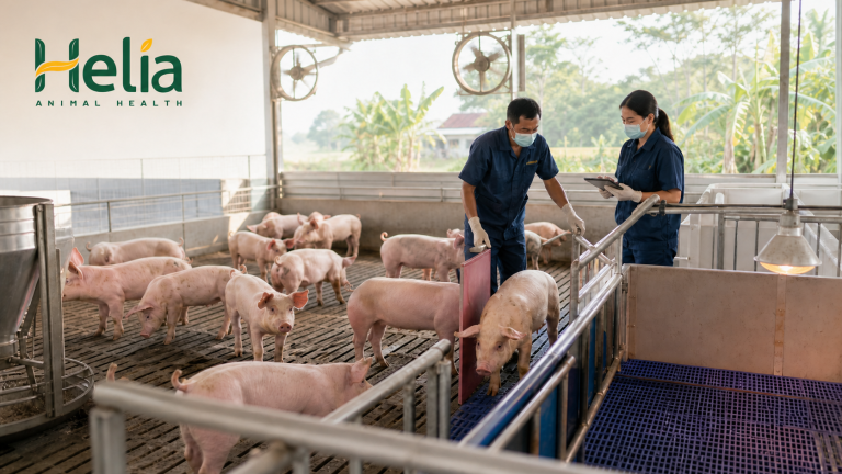 Bệnh tai xanh ở lợn: 24-48 giờ đầu cần làm gì?