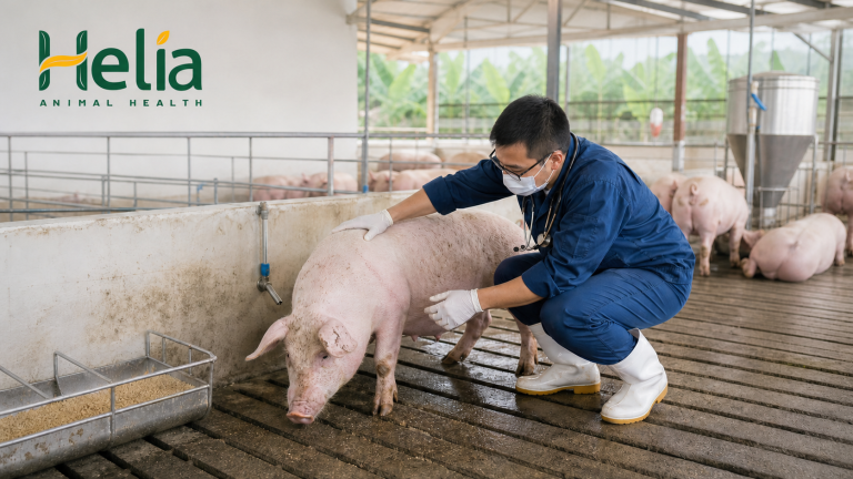 Heo chậm lớn nên bổ sung gì? Xử lý trong 24-48 giờ đầu