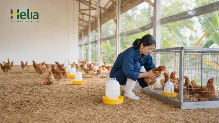 Gà bị tiêu chảy: theo dõi 48 giờ và khi nào gọi thú y