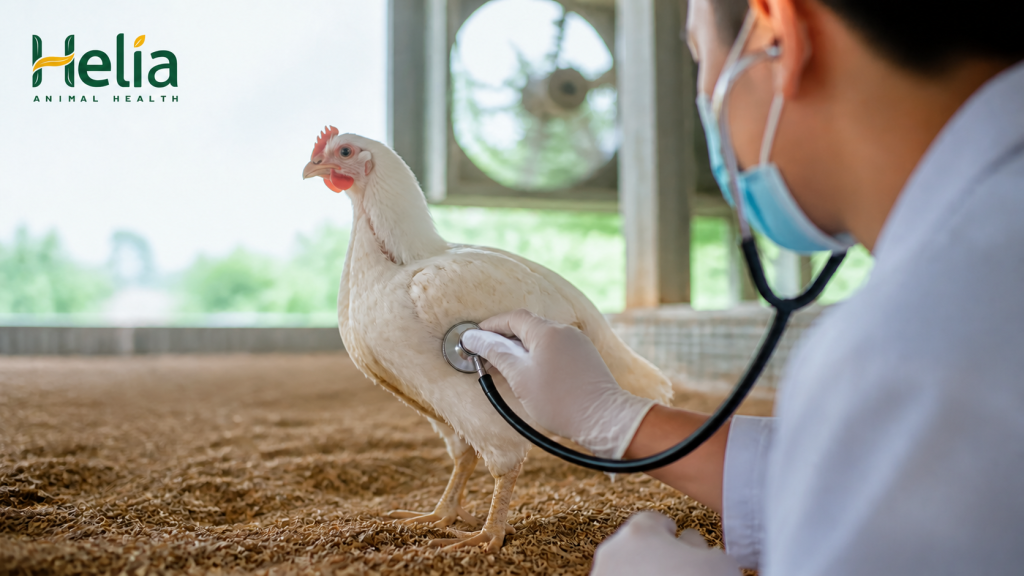 Gà bị khò khè: 3 nhóm nguyên nhân cần kiểm tra
